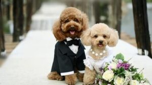 incorporating pets into your wedding