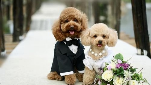 incorporating pets into your wedding